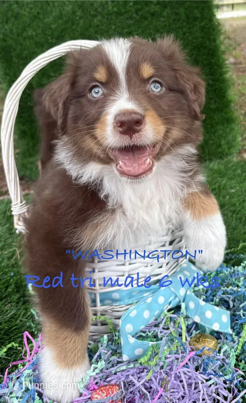 WASHINGTON – Australian Shepherd puppy for sale in Sanford, FL
