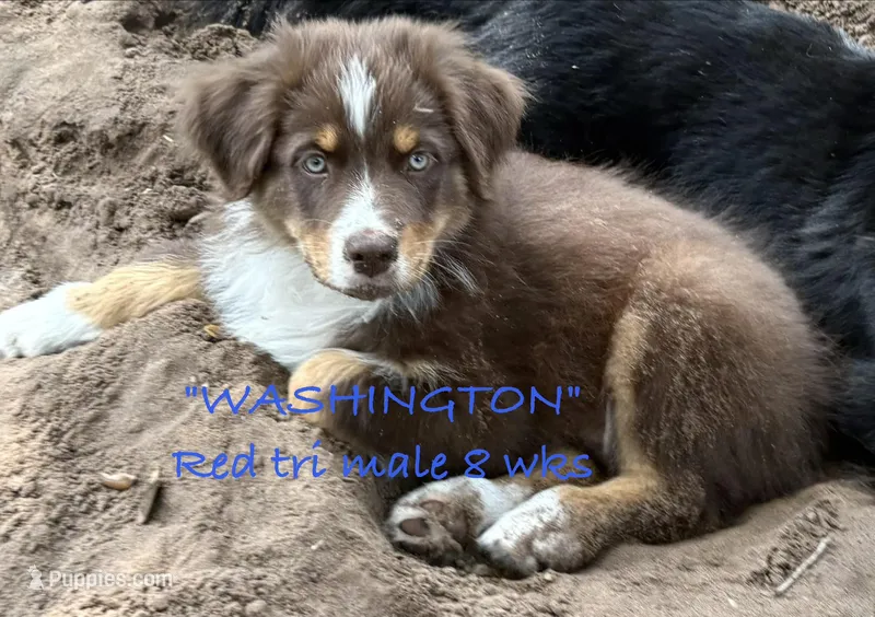 WASHINGTON – Australian Shepherd puppy for sale in Sanford, FL
