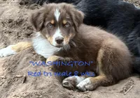 WASHINGTON, a male Australian Shepherd for sale in Sanford, FL – 2 of 10