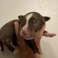 WASHINGTON, a male Australian Shepherd for sale in Sanford, FL – Photo 9 of 10