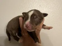 WASHINGTON, a male Australian Shepherd for sale in Sanford, FL – Photo 2 of 3