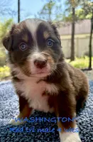 WASHINGTON, a male Australian Shepherd for sale in Sanford, FL – Photo 4 of 10
