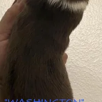 WASHINGTON, a male Australian Shepherd for sale in Sanford, FL – Photo 10 of 10