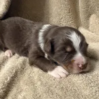 WASHINGTON, a male Australian Shepherd for sale in Sanford, FL – Photo 7 of 10