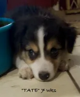 Tate, a male Australian Shepherd for sale in Sanford, FL – 4 of 10