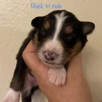 BEAR, a male Australian Shepherd for sale in Sanford, FL – Photo 9 of 10