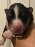BEAR, a male Australian Shepherd for sale in Sanford, FL – Photo 10 of 10