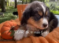BEAR, a male Australian Shepherd for sale in Sanford, FL – Photo 6 of 10