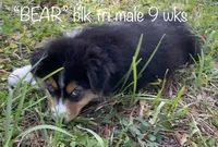 BEAR, a male Australian Shepherd for sale in Sanford, FL – Photo 2 of 10