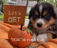 BEAR, a male Australian Shepherd for sale in Sanford, FL – Photo 5 of 10