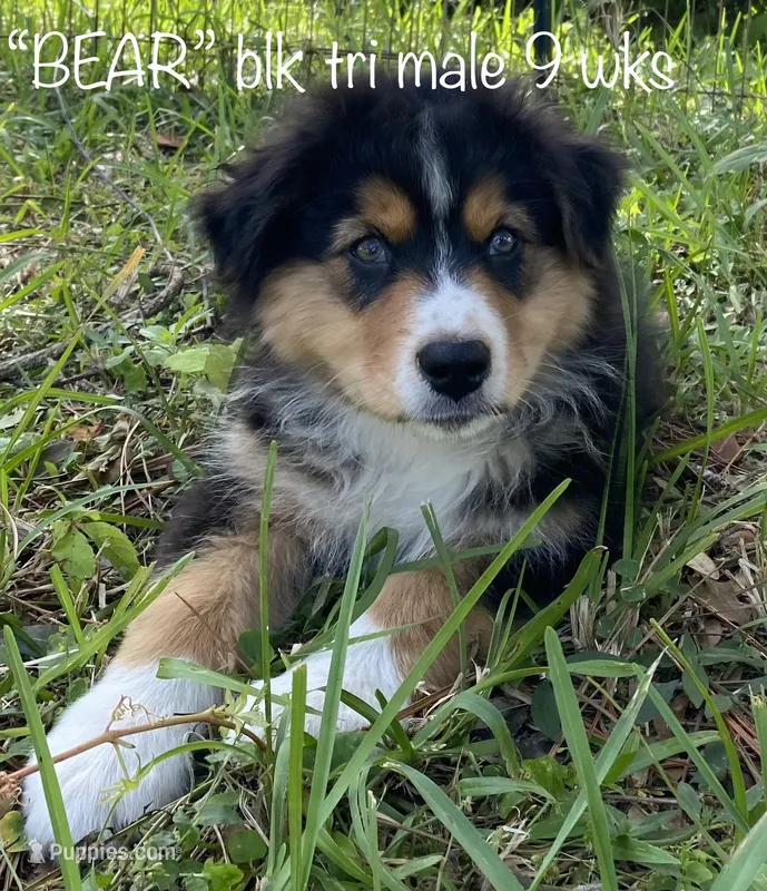 BEAR