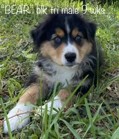 BEAR, a male Australian Shepherd for sale in Sanford, FL – Photo 1 of 10