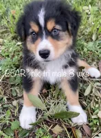 BEAR, a male Australian Shepherd for sale in Sanford, FL – Photo 3 of 10