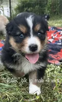 BEAR, a male Australian Shepherd for sale in Sanford, FL – Photo 8 of 10