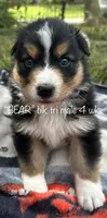 BEAR, a male Australian Shepherd for sale in Sanford, FL – Photo 7 of 10
