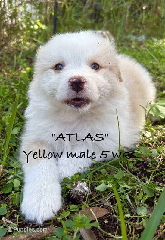 ATLAS – Australian Shepherd puppy for sale in Sanford, FL
