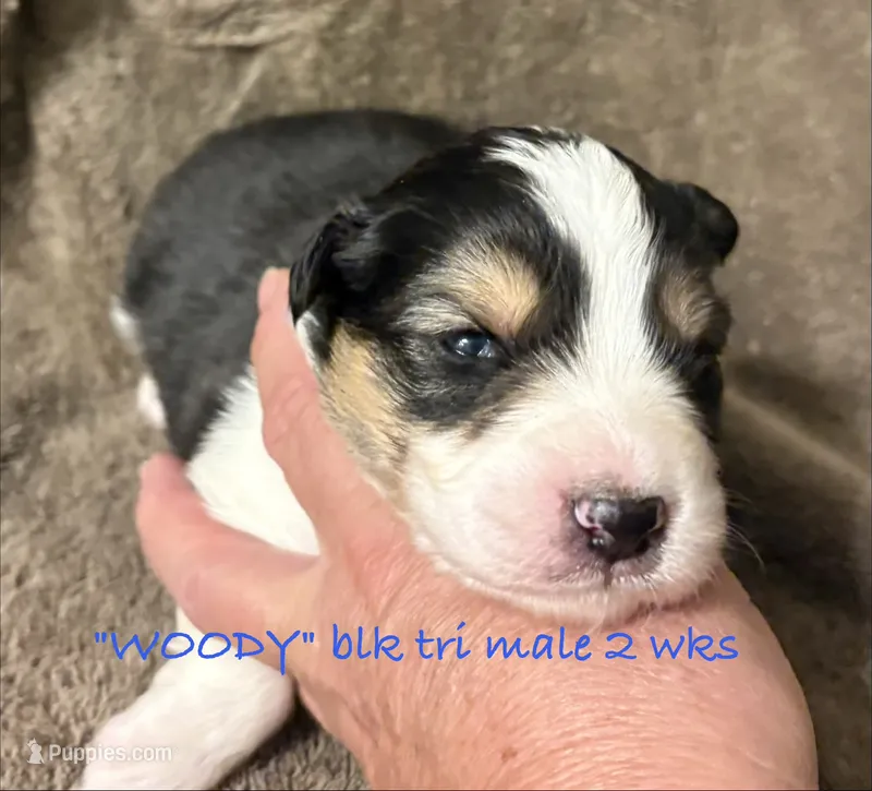 WOODY – Australian Shepherd puppy for sale in Sanford, FL