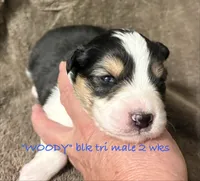 WOODY, a male Australian Shepherd for sale in Sanford, FL – 1 of 2