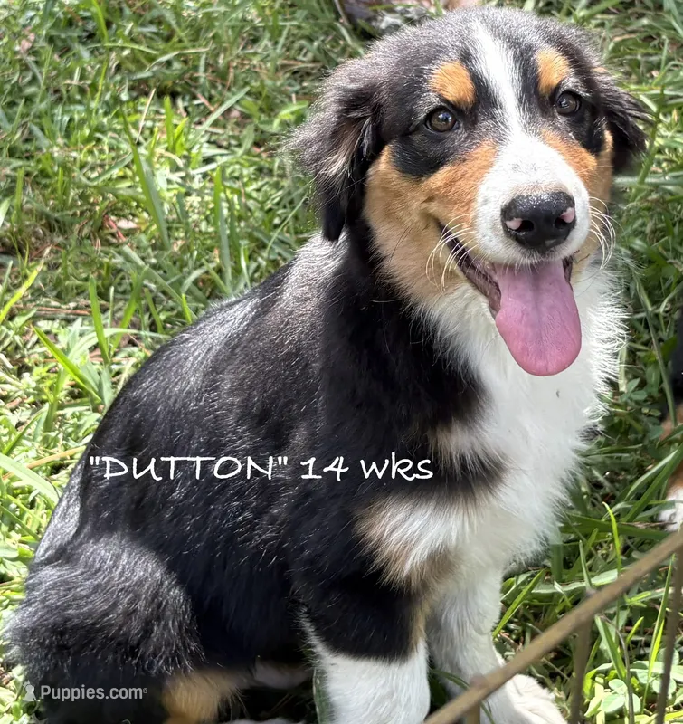 Dutton – Australian Shepherd puppy for sale in Sanford, FL