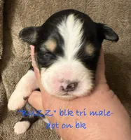 BUZZ, a male Australian Shepherd for sale in Sanford, FL – 1 of 2
