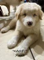 KASEY, a male Australian Shepherd for sale in Sanford, FL – 4 of 10