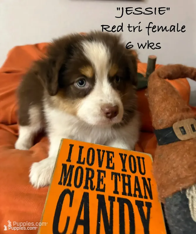 JESSIE – Australian Shepherd puppy for sale in Sanford, FL