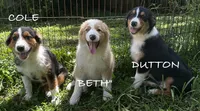 Dutton, a male Australian Shepherd for sale in Sanford, FL – 3 of 10