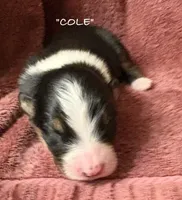 Cole, a male Australian Shepherd for sale in Sanford, FL – 5 of 6
