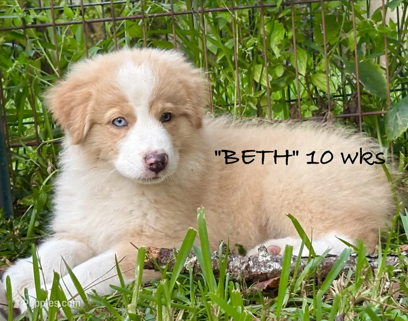 BETH – Australian Shepherd puppy for sale in Sanford, FL