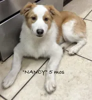 Nancy, a female Australian Shepherd for sale in Sanford, FL – 1 of 9