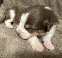 BO PEEP, a female Australian Shepherd for sale in Sanford, FL – 3 of 3