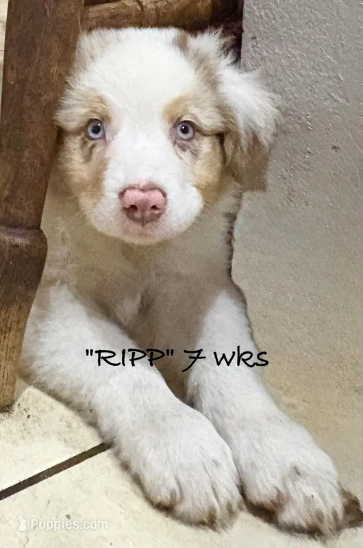 RIPP – Australian Shepherd puppy for sale in Sanford, FL
