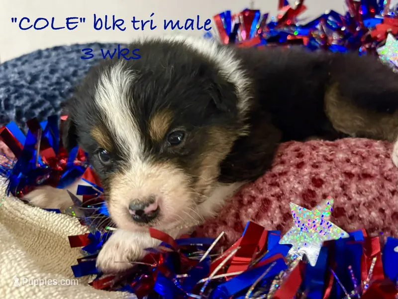 Cole – Australian Shepherd puppy for sale in Sanford, FL