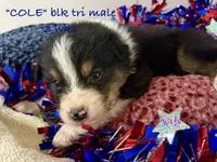 Cole, a male Australian Shepherd for sale in Sanford, FL – 1 of 6