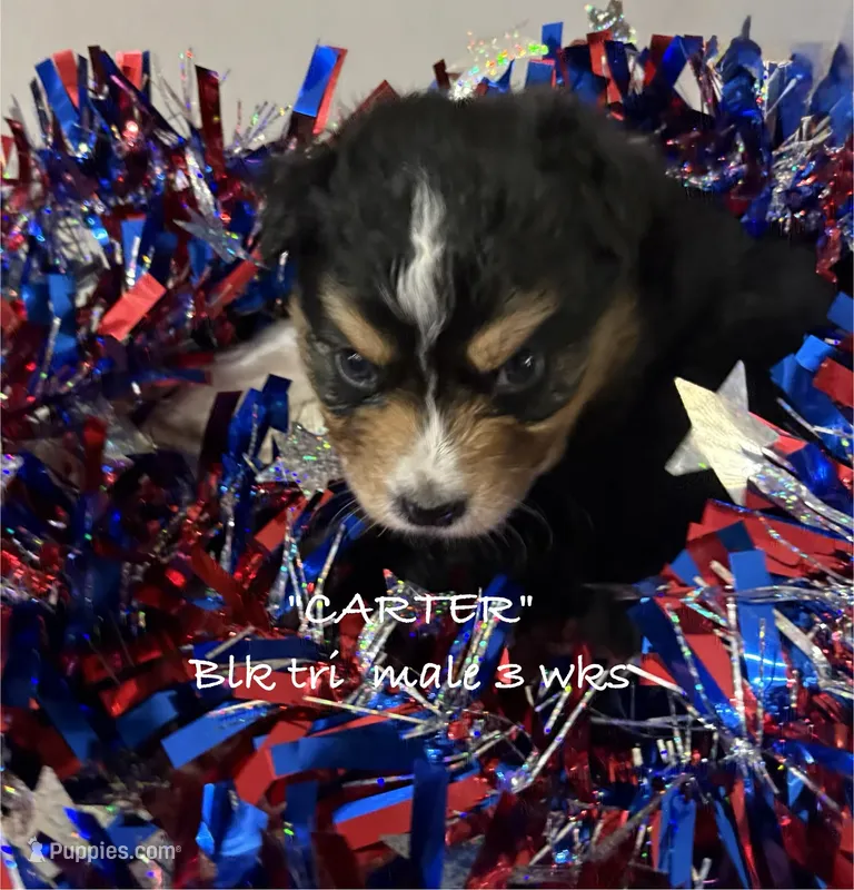 Carter – Australian Shepherd puppy for sale in Sanford, FL