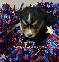 Carter, a male Australian Shepherd for sale in Sanford, FL – 1 of 4