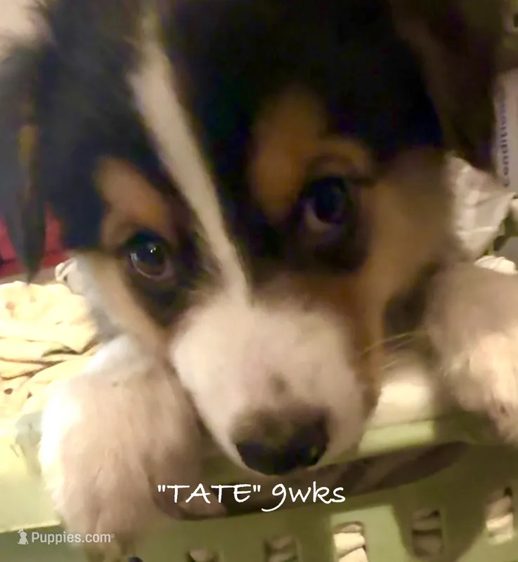 Tate – Australian Shepherd puppy for sale in Sanford, FL