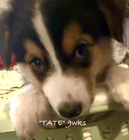 Tate, a male Australian Shepherd for sale in Sanford, FL – 3 of 10
