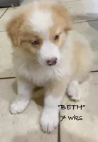 BETH, a female Australian Shepherd for sale in Sanford, FL – 4 of 10