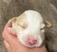 BLAZE, a male Australian Shepherd for sale in Sanford, FL – 3 of 3