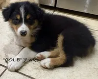 Cole, a male Australian Shepherd for sale in Sanford, FL – 4 of 10