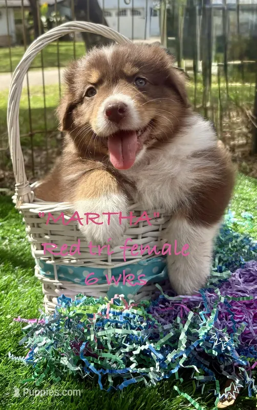 MARTHA – Australian Shepherd puppy for sale in Sanford, FL