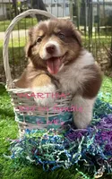 MARTHA, a female Australian Shepherd for sale in Sanford, FL – Photo 1 of 9