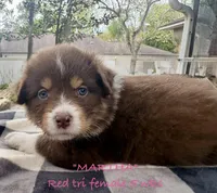 MARTHA, a female Australian Shepherd for sale in Sanford, FL – Photo 3 of 9