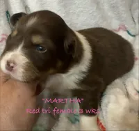 MARTHA, a female Australian Shepherd for sale in Sanford, FL – Photo 6 of 9