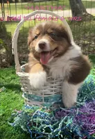 MARTHA, a female Australian Shepherd for sale in Sanford, FL – Photo 2 of 9