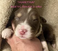 MARTHA, a female Australian Shepherd for sale in Sanford, FL – Photo 7 of 9
