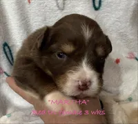 MARTHA, a female Australian Shepherd for sale in Sanford, FL – Photo 5 of 9