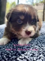 MARTHA, a female Australian Shepherd for sale in Sanford, FL – Photo 4 of 9