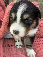 REX, a male Australian Shepherd for sale in Sanford, FL – 7 of 7